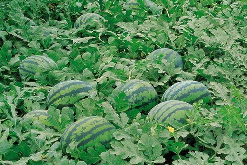 娱乐园八卦吃瓜大全,揭秘明星幕后故事