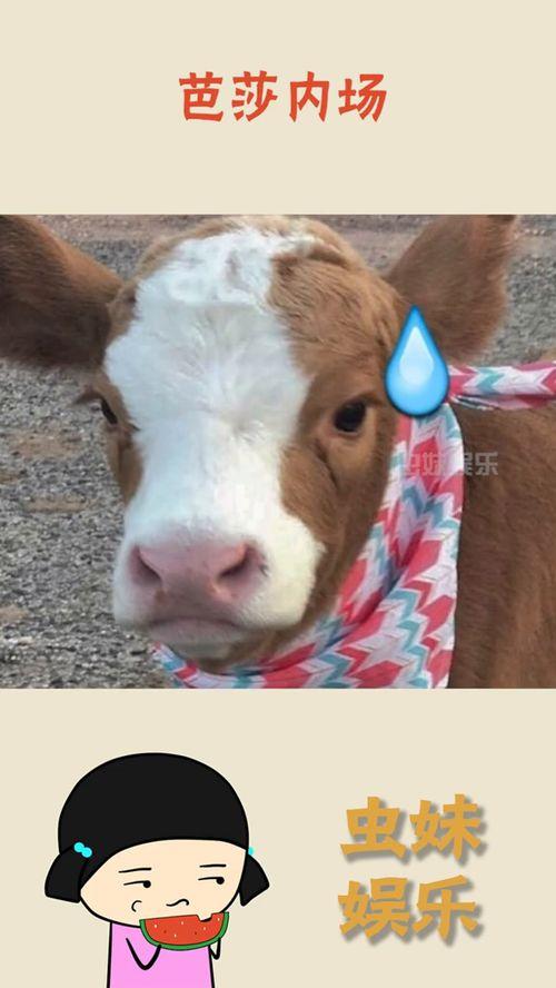 娱乐吃瓜酱中国本土的,揭秘中国本土娱乐圈的幕后故事